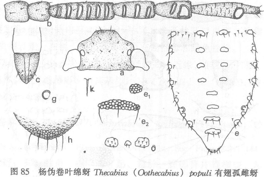 楊偽卷葉綿蚜