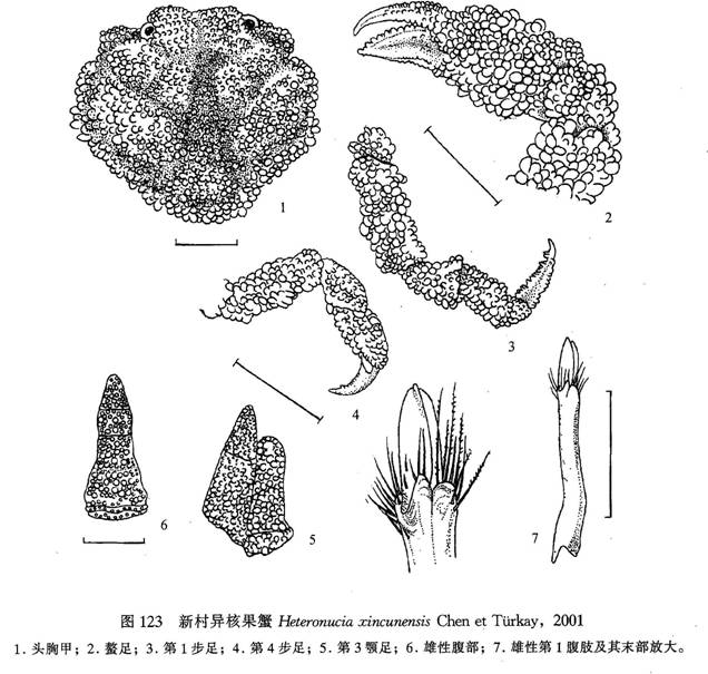 新村異核果蟹