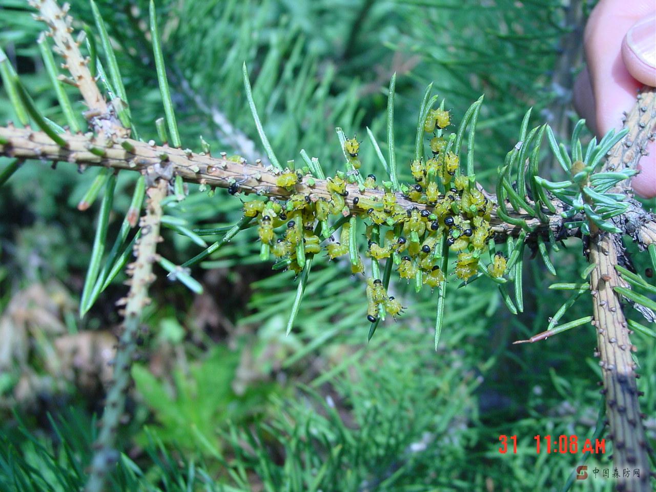 帶嶺新松葉蜂