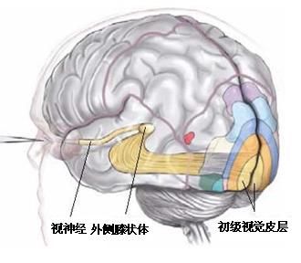 獲得外界圖像的腦部工作機理