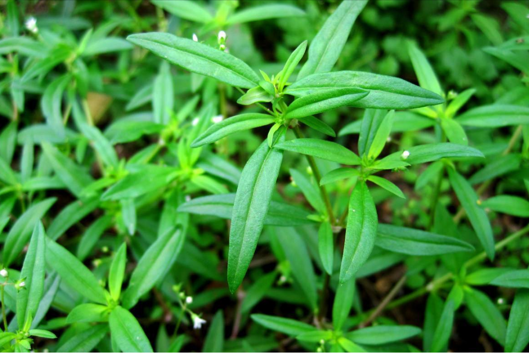 纖花耳草(茜草科耳草屬植物)