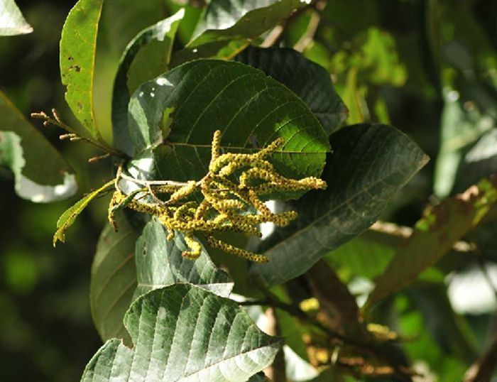 尼泊爾榿木雙柏家系10號