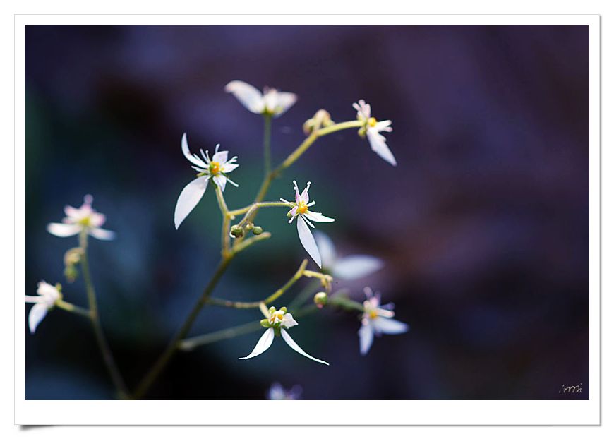 小果虎耳草