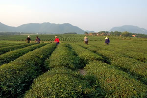 鄉鎮茶園