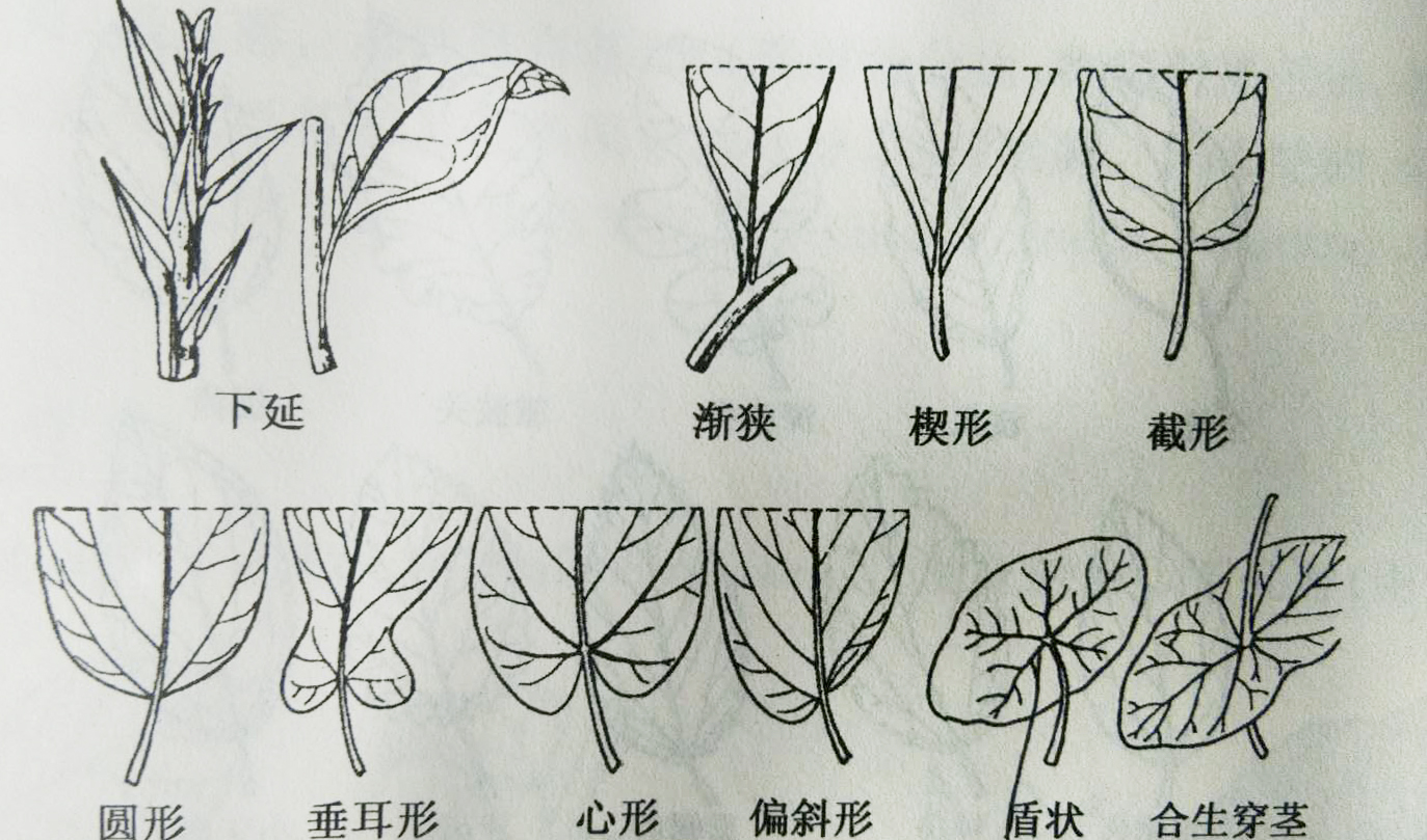 葉片(葉的主體部分)