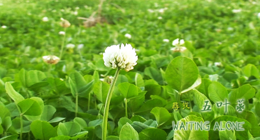 尋找五葉草