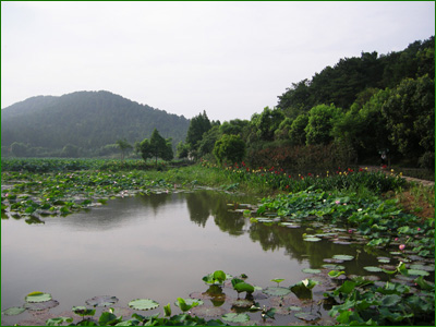 公園內荷塘