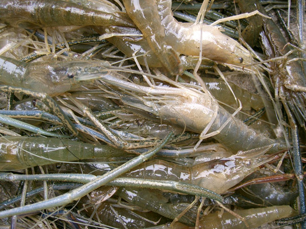 陶辛青蝦