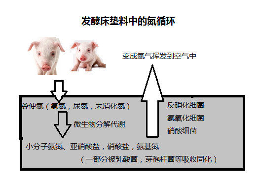 糞代謝氮