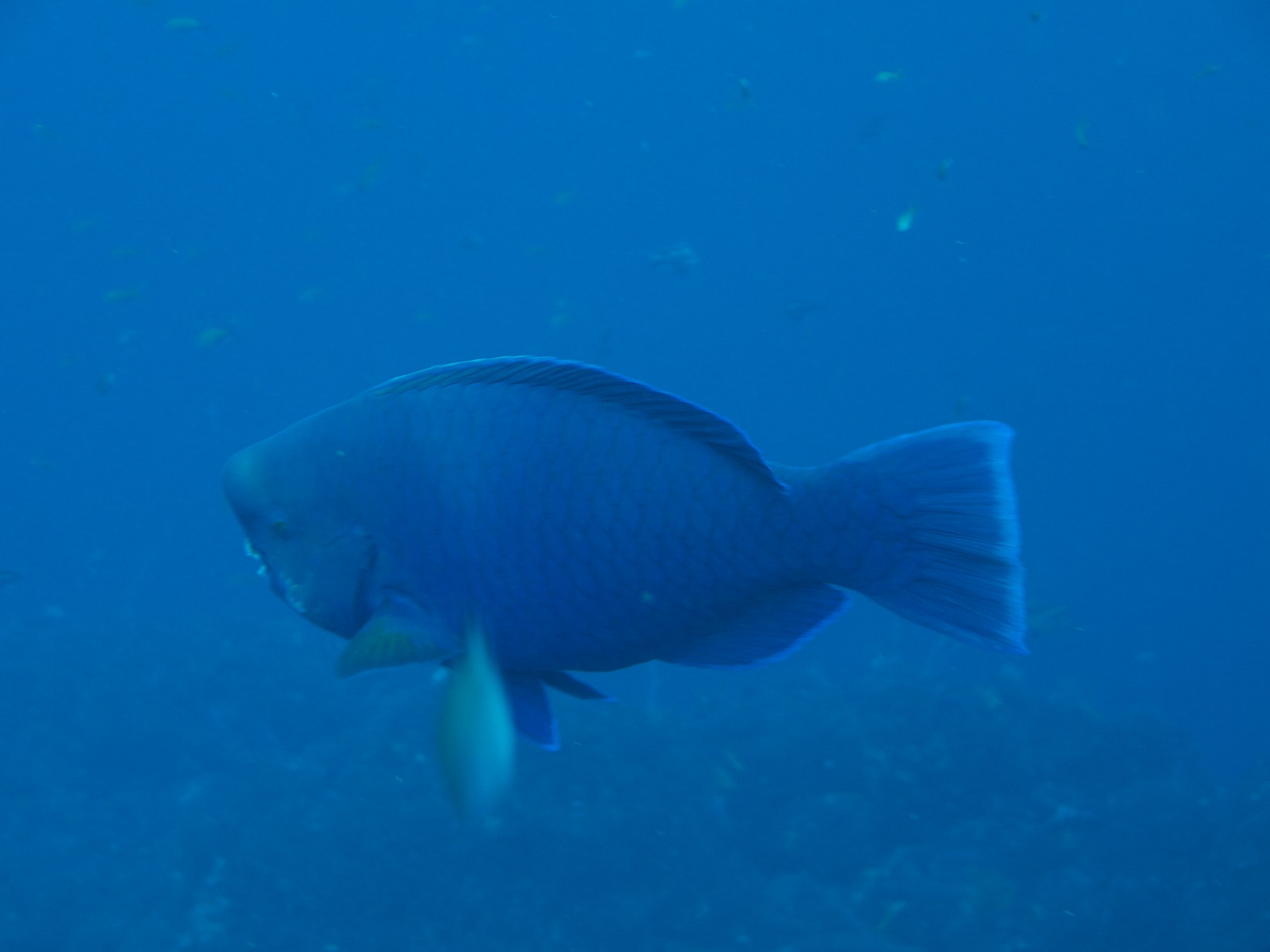 突額鸚鵡魚