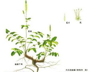 大白花地榆