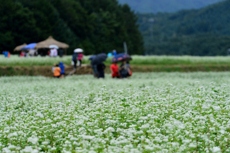 韓國優秀慶典——孝石文化節