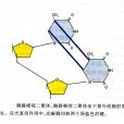 二聚體(二聚物)