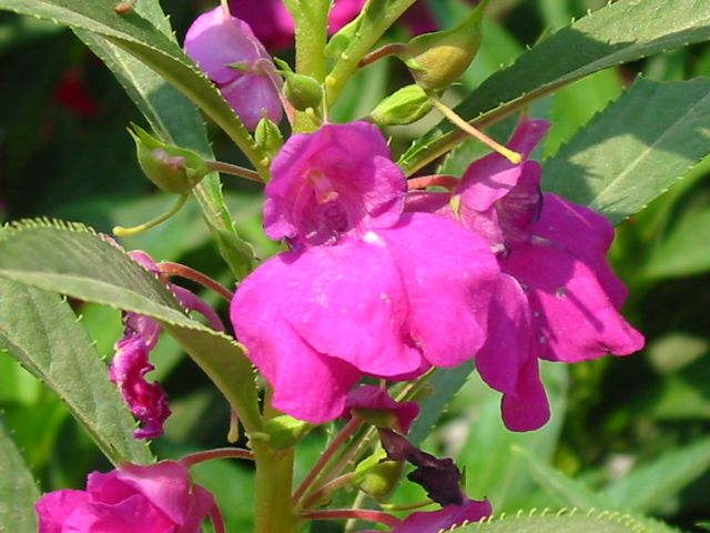 川滇鳳仙花