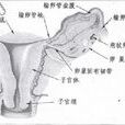 傘部