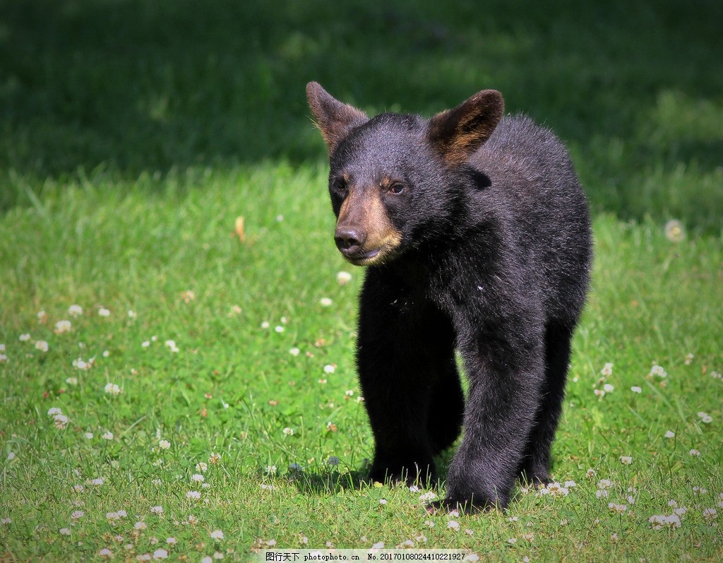 野生動物管理