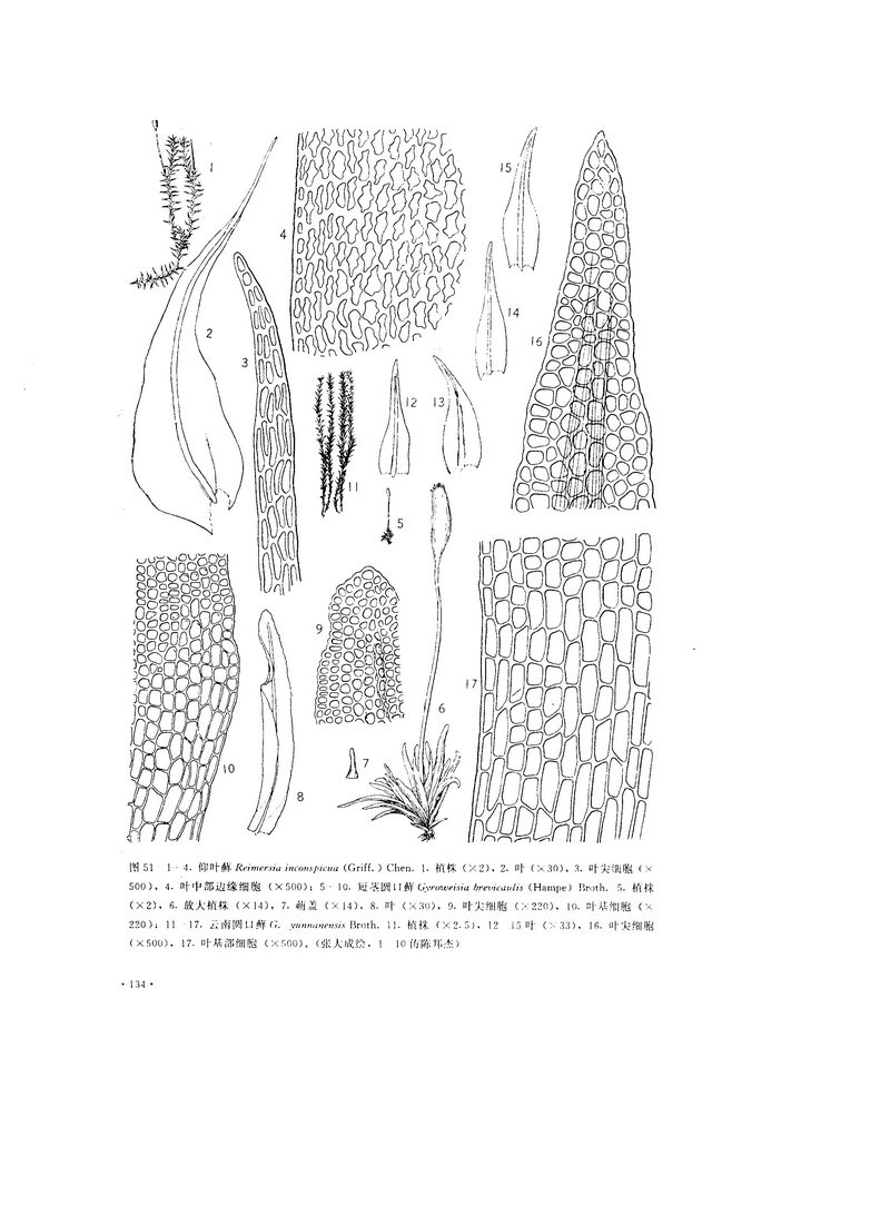 短莖圓口蘚