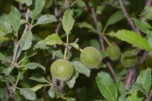 長柄扁桃豐產優株203號