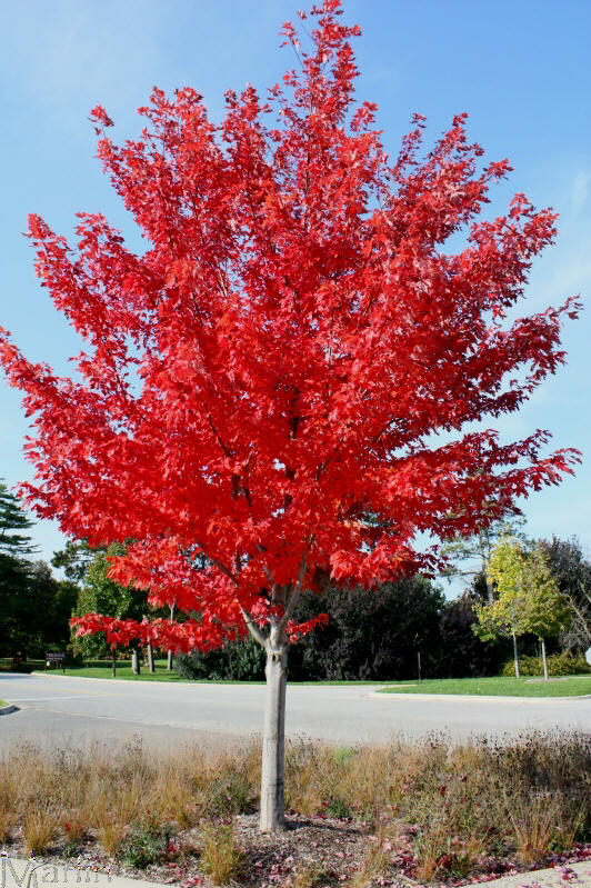 青島紅楓楓紅園林有限公司