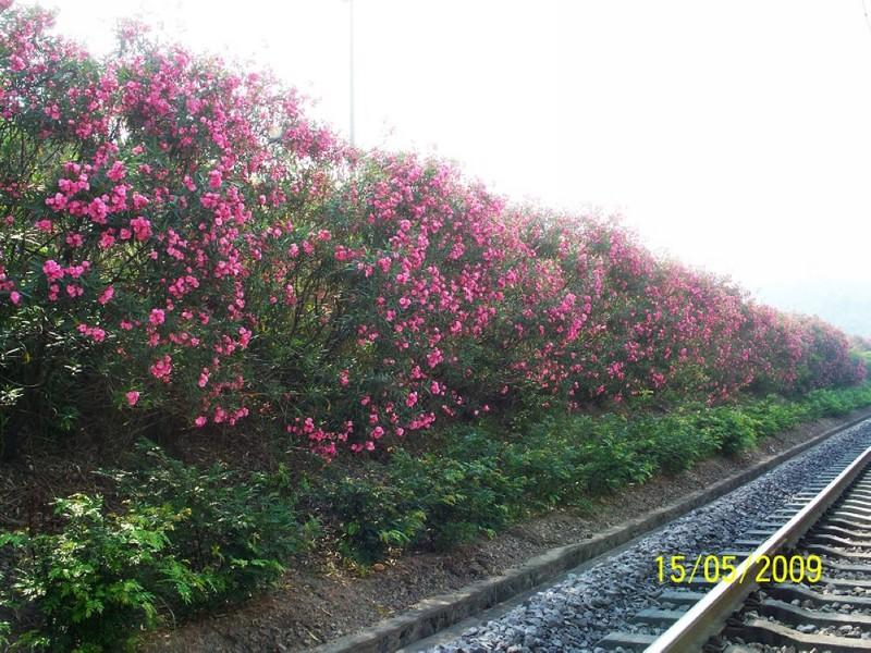 姚家花園