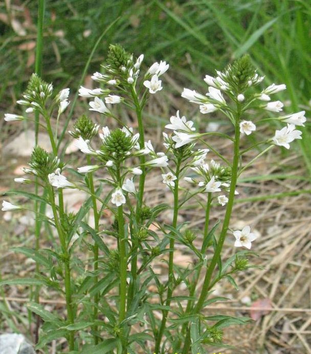 小葉珍珠菜