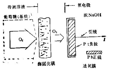 葡萄糖感測器