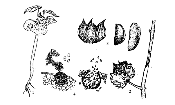 棉花莖枯病