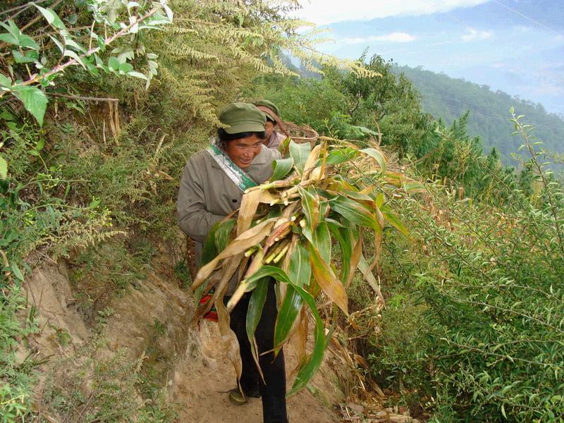 托底自然村農村經濟-種植業