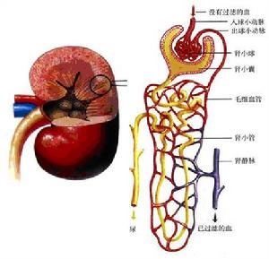 遠端型腎小管酸中毒(遠端腎小管酸中毒)