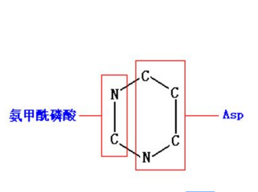 氨基甲醯磷酸