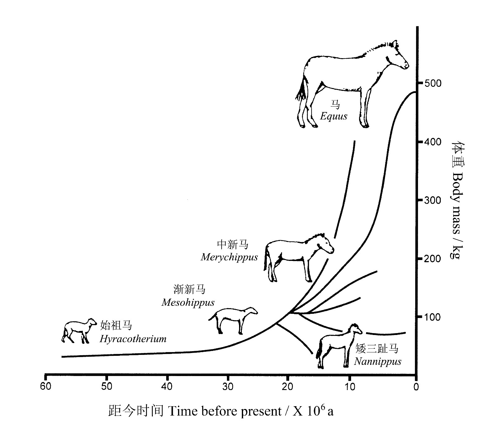 北美化石馬體積進化格局