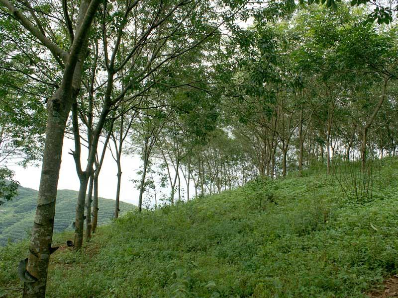 曼邁廣掌村