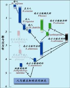 人類進化樹形圖