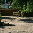 科隆動物園