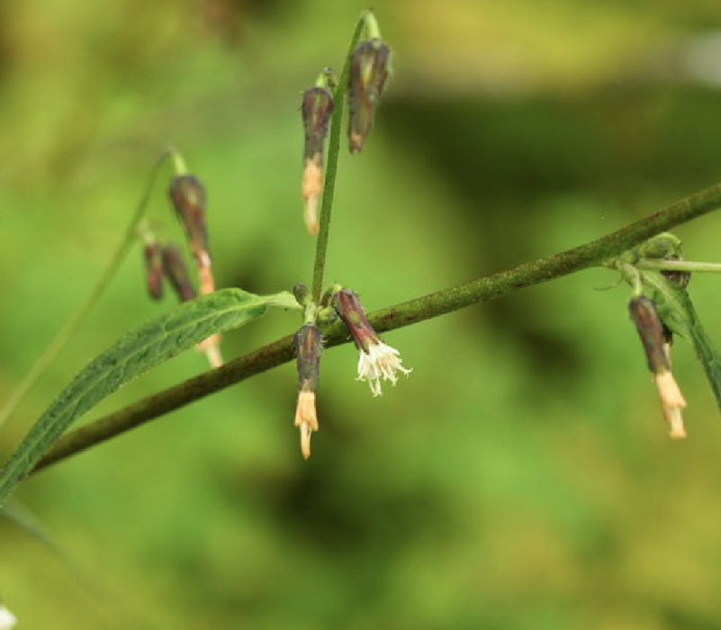 黃花毛鱗菊(黃花藍岩參)