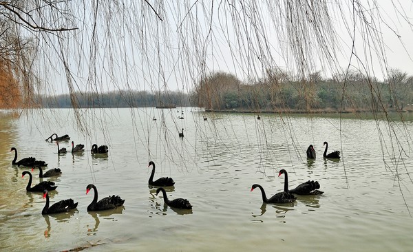 安徽迪溝國家濕地公園