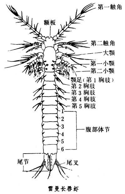 須蝦綱