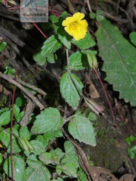 尼泊爾溝酸漿(尼泊爾溝酸漿（變種）)