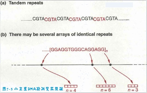 小衛星DNA