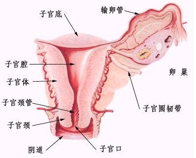 卵巢囊腫併發症