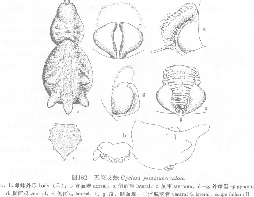 五突艾蛛