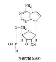 環腺苷