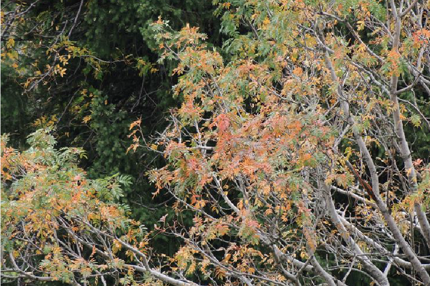 花楸樹嶗山家系37號