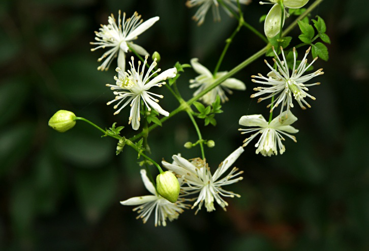 風藤草根