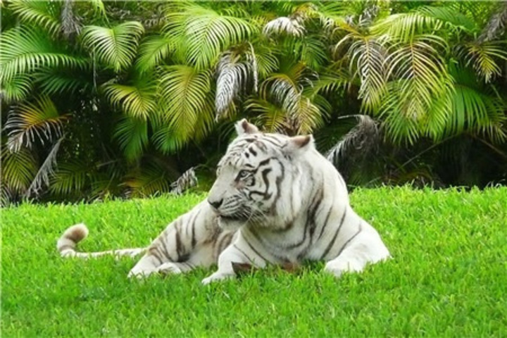 邁阿密動物園