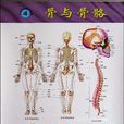 人體系統解剖掛圖