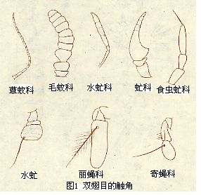 雙翅目的觸角