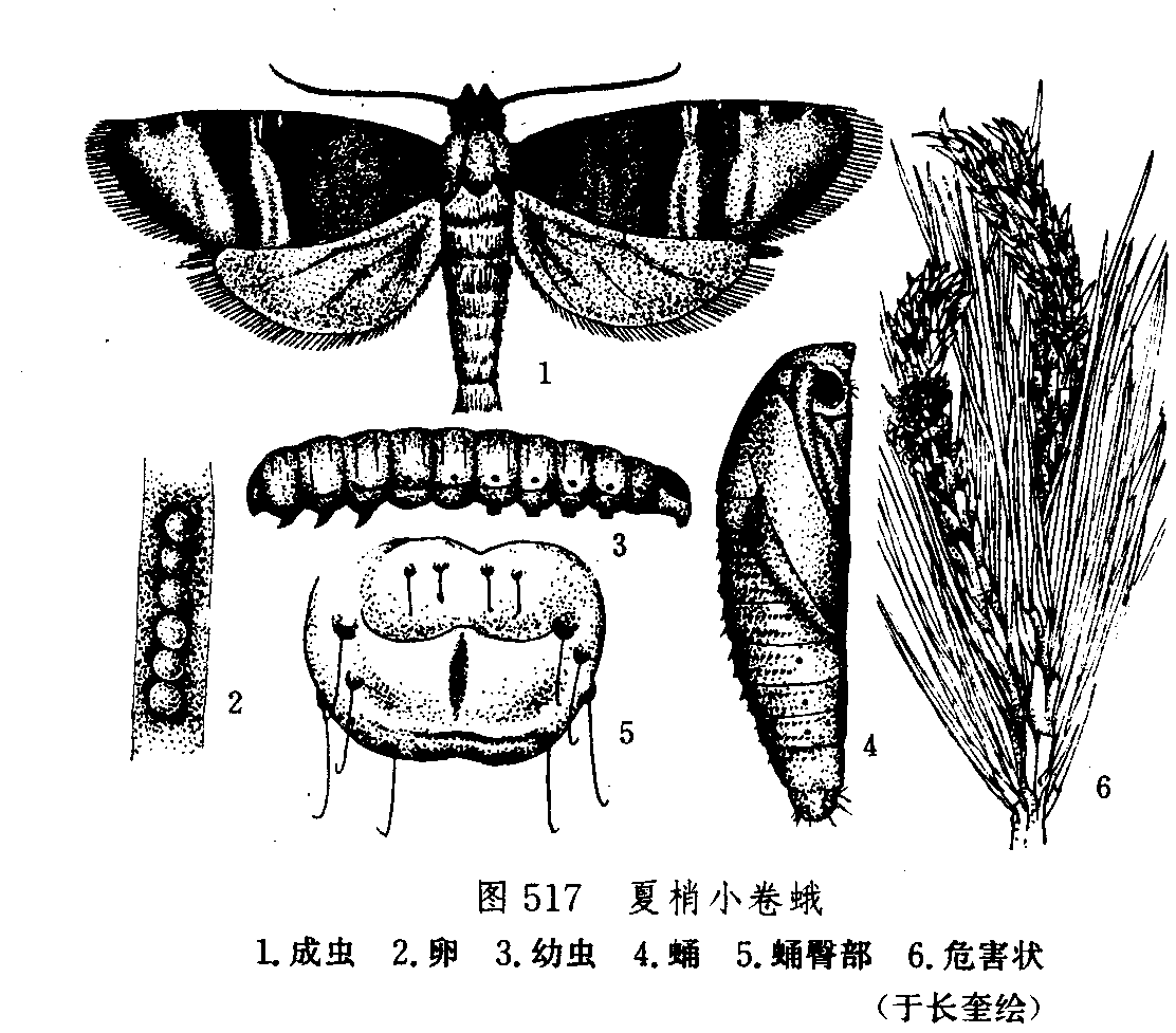 夏梢小卷蛾