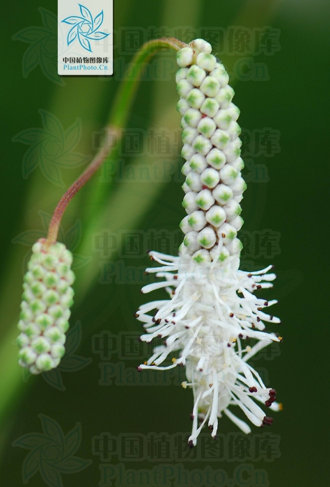 小白花地榆（變種）