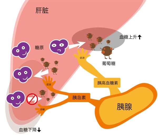 胰高血糖素